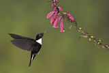 Image. Violettscheitel-Andenkolibri