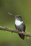 Image. Violettscheitel-Andenkolibri