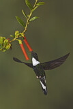 Image. Violettscheitel-Andenkolibri