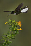 Image. Violettscheitel-Andenkolibri