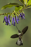 Image. Violettscheitel-Andenkolibri