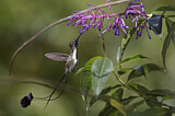 Image. Violettscheitel-Flaggensylphe