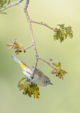 Image. Virginia's Warbler