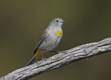 Image. Virginia's Warbler