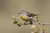 Image. Virginia's Warbler