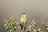 Image. Virginia's Warbler