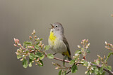 Image. Virginia's Warbler