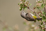 Image. Virginia's Warbler