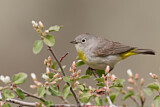 Image. Virginia's Warbler