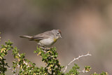 Image. Virginia's Warbler