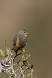 Image. Virginia's Warbler