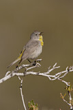 Image. Virginia's Warbler