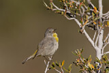Image. Virginia's Warbler