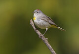 Image. Virginia's Warbler