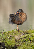 Image. Virginia Rail