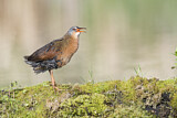 Image. Virginia Rail