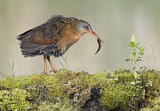 Image. Virginia Rail