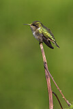 Image. Volcano Hummingbird
