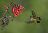 Image. Volcano Hummingbird