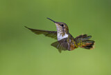 Image. Volcano Hummingbird