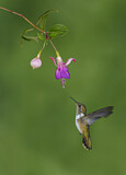 Image. Volcano Hummingbird