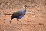 Image. Vulturine Guineafowl