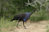 Image. Vulturine Guineafowl