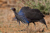 Image. Vulturine Guineafowl