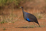 Image. Vulturine Guineafowl