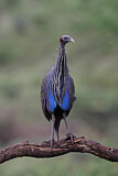 Image. Vulturine Guineafowl