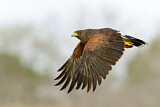 Image. Wüstenbussard