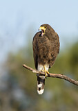 Image. Wüstenbussard
