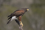 Image. Wüstenbussard