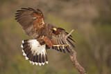 Image. Wüstenbussard