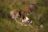 Image. Wüstenbussard