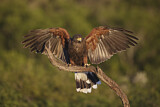 Image. Wüstenbussard
