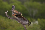 Image. Wüstenbussard