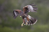 Image. Wüstenbussard