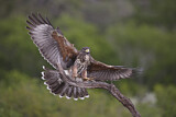 Image. Wüstenbussard
