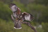 Image. Wüstenbussard