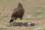 Image. Wüstenbussard