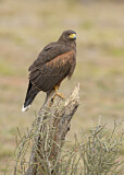 Image. Wüstenbussard
