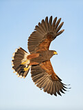 Image. Wüstenbussard