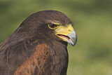 Image. Wüstenbussard