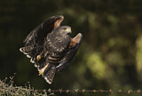 Image. Wüstenbussard