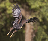 Image. Wüstenbussard
