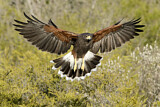 Image. Wüstenbussard