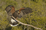 Image. Wüstenbussard