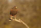 Image. Wüstenbussard