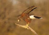 Image. Wüstenbussard